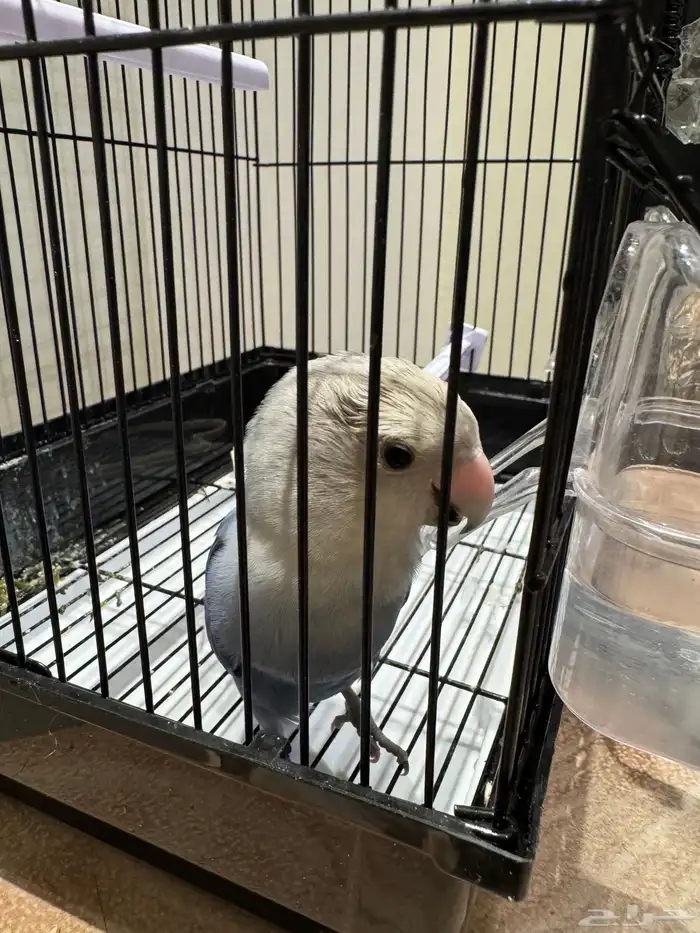 للبيغ ببغا روز 0