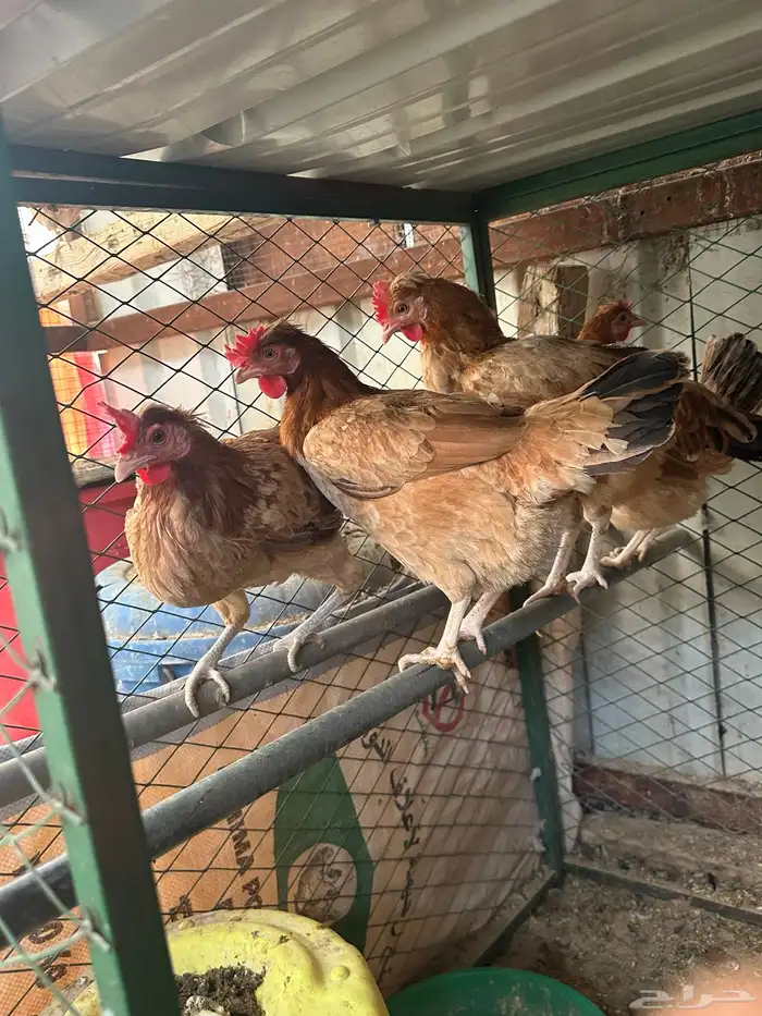 دجاج بلدي للبيع 3