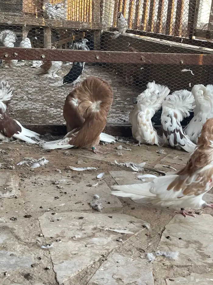 حمام زينه جاكوبين بو فوطه 1