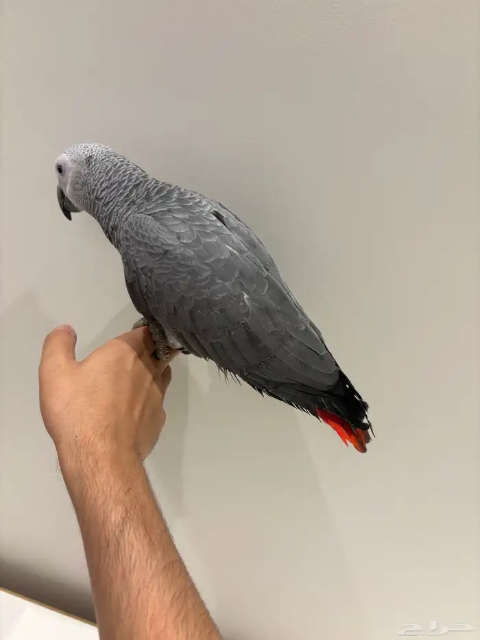 بغبغان كاسكو سوبر جامبو أليف وهدد وبداية كلام 0