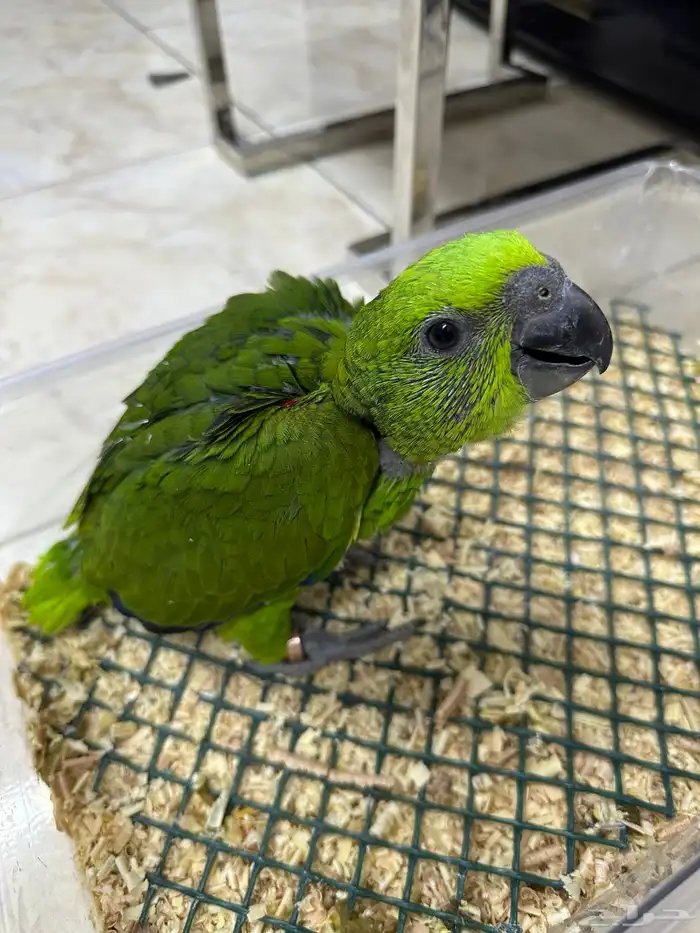 فرخ يلوناب بيور 11