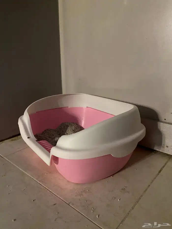 قطه شيرازي 7