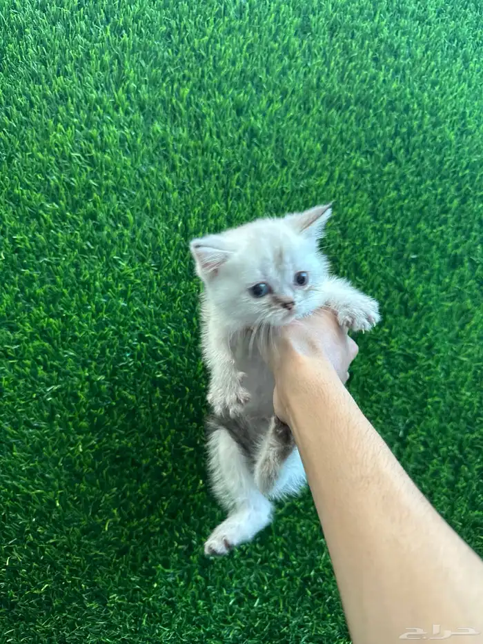 قطط سكوتش للبيع 5