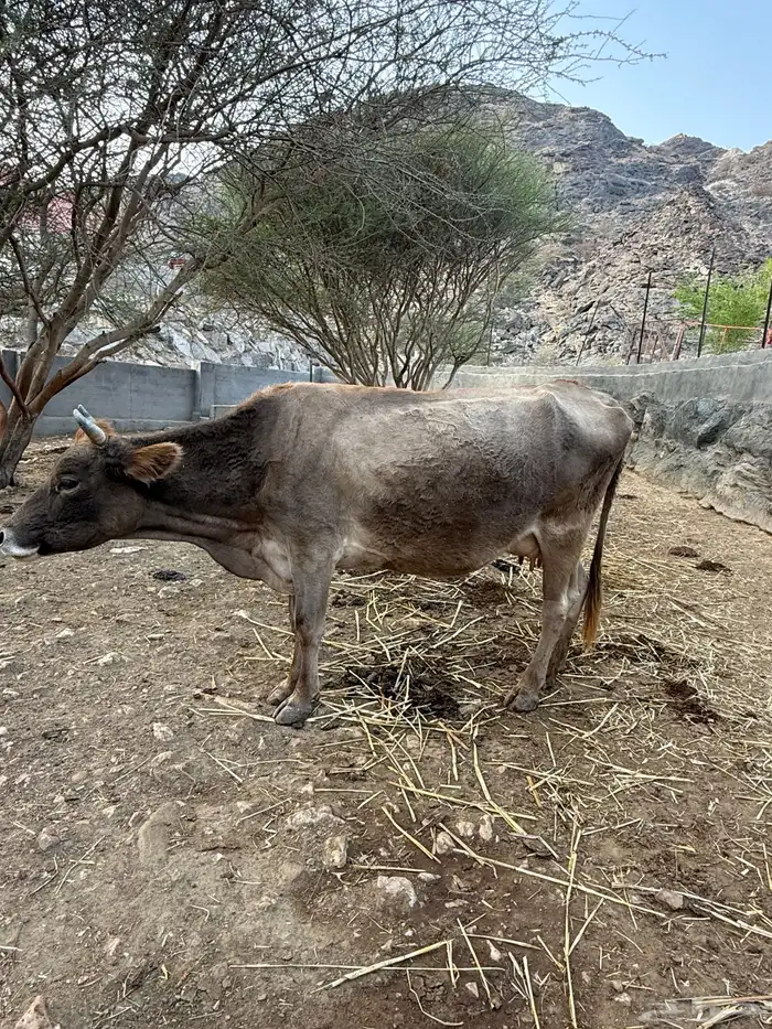 بقر للبيع 2