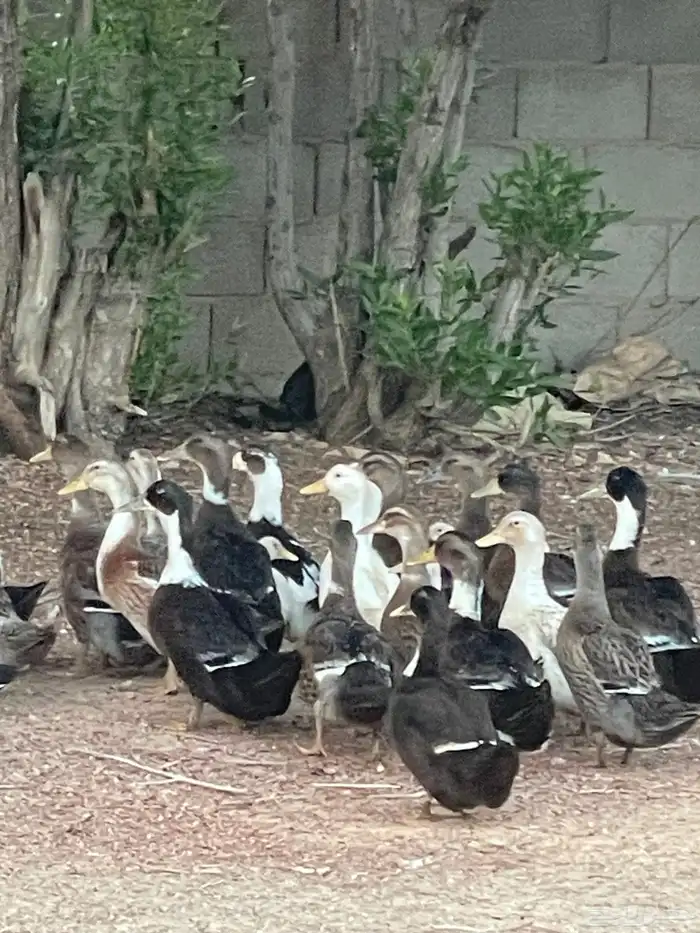 بط شرشيري العمر شهرين 3