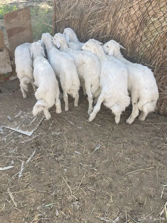 خرفان للبيع في بيشة 2