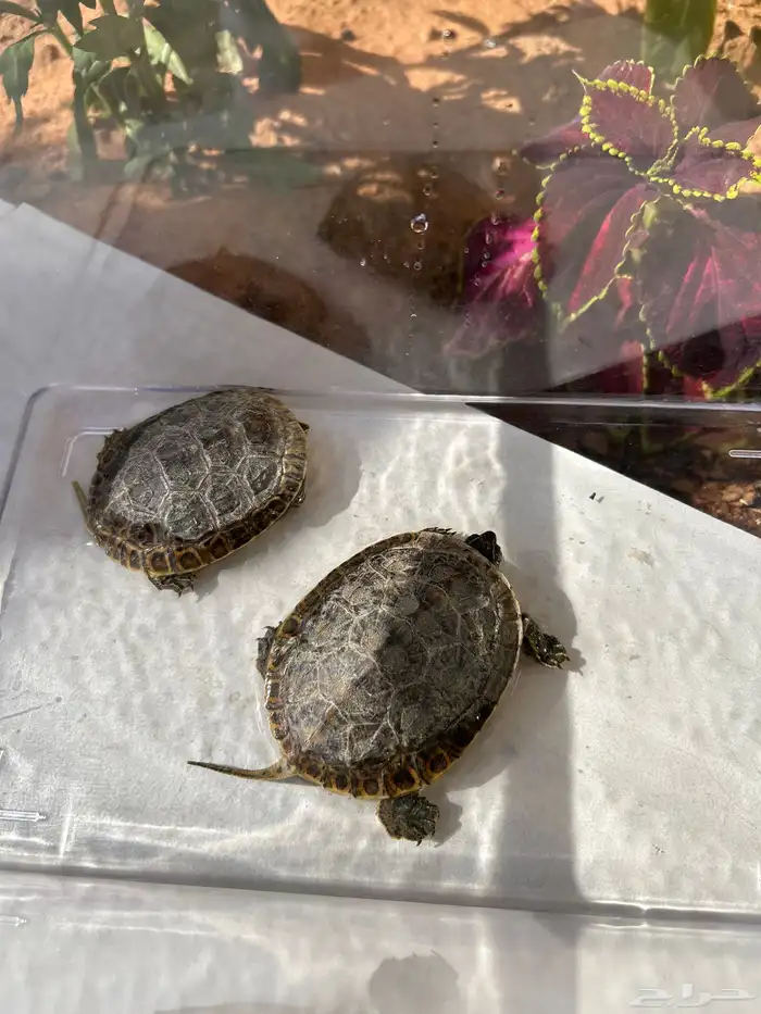 سلحاه للبيع 1