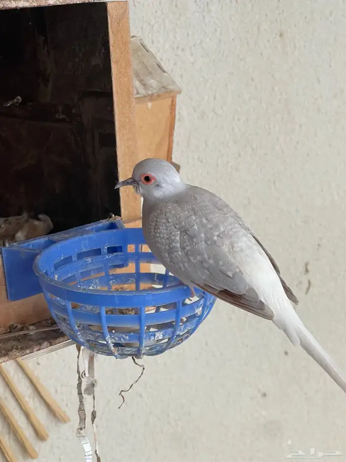 حمام يمام ماسي ملكي 47