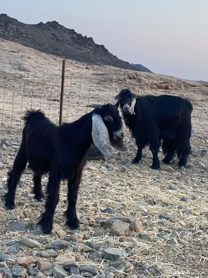 السلام عليكم يوجد تيس فحل عارضي مشروط 0