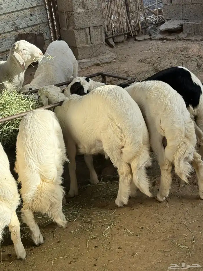 للبيع طليان جبره انظاف واسمان 0