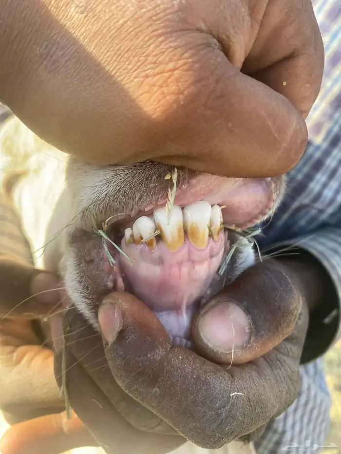 شاه ساكنينه لااهل الصنف السن ثنيه دافع ثلاثه ونص وفوق 0