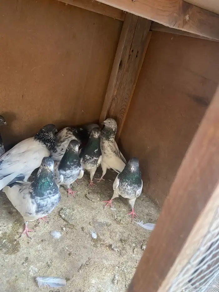 الاحساء الهفوف 2