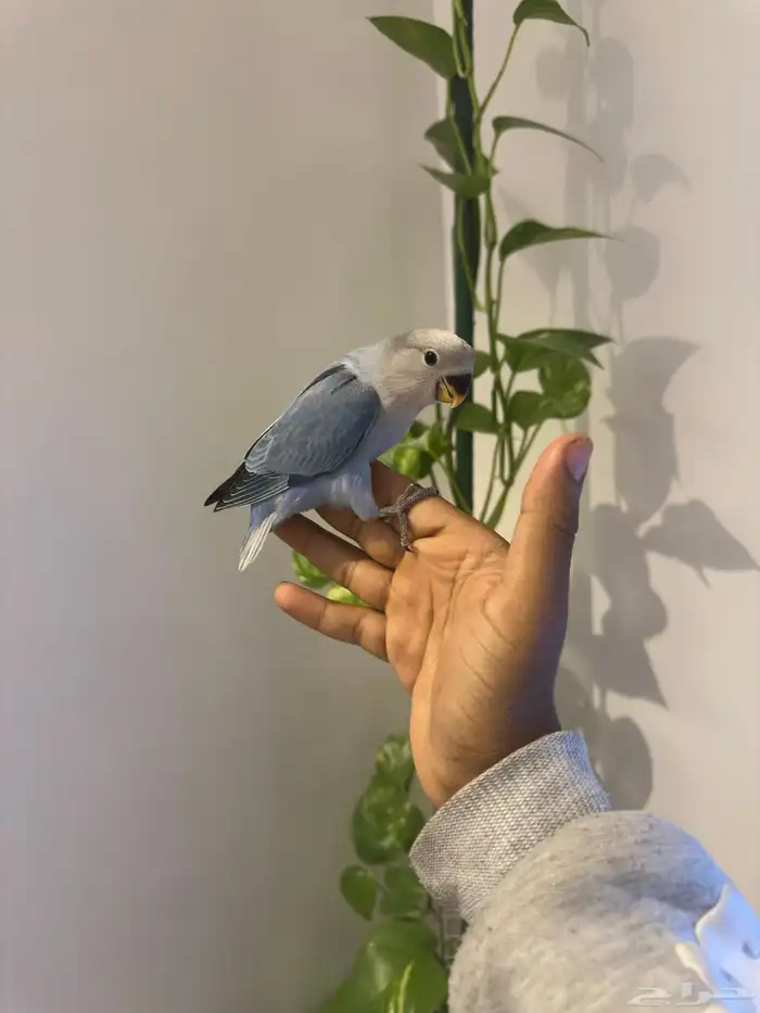 روز اليف وهدد نشبه شرط 0