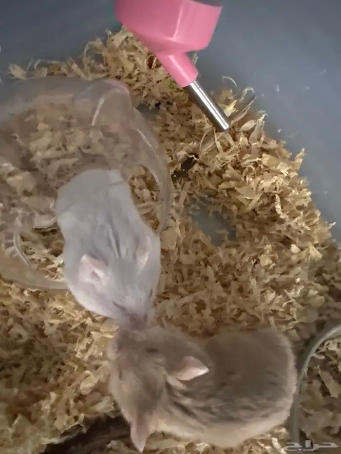 12 هامستر روسي البيع جمله 1