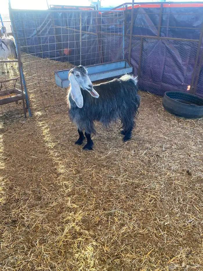 معزا عوارض 4دفيع بتولد وثنتين باقي عليها 3