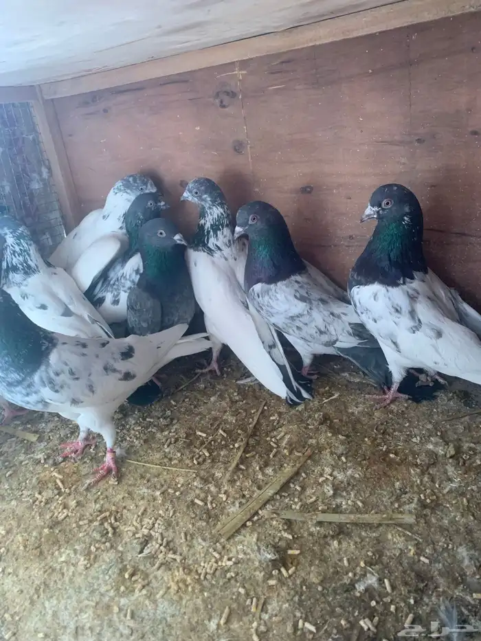 حمام باكستاني 0