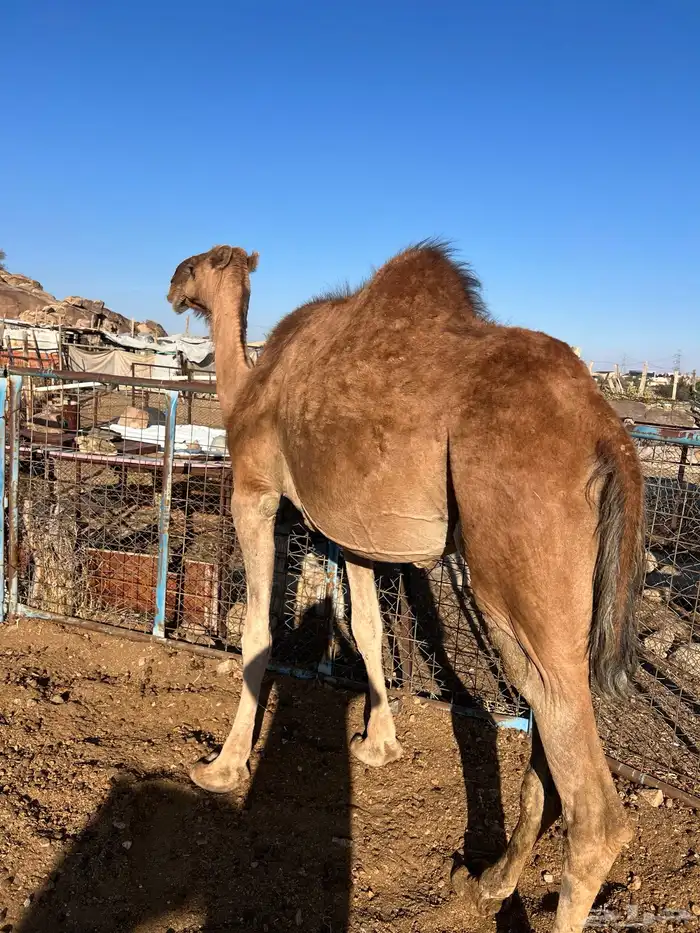 ناقه حمراء ( ملاقي ) للبيع 1