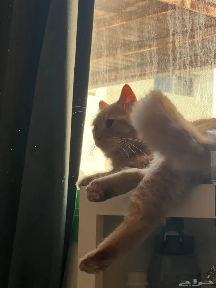 شيرازي بلدي منقذ 3