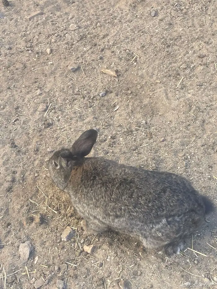 ديك وارانب للبيع 1