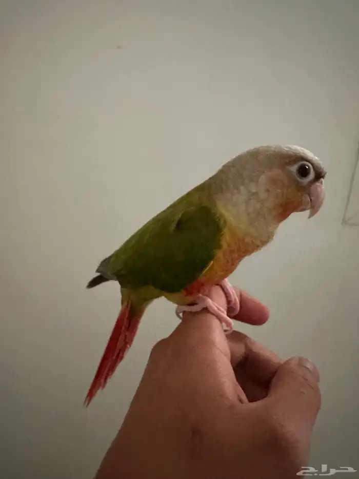 كنيور اناناس رد فاكتور و قفص كبير 0