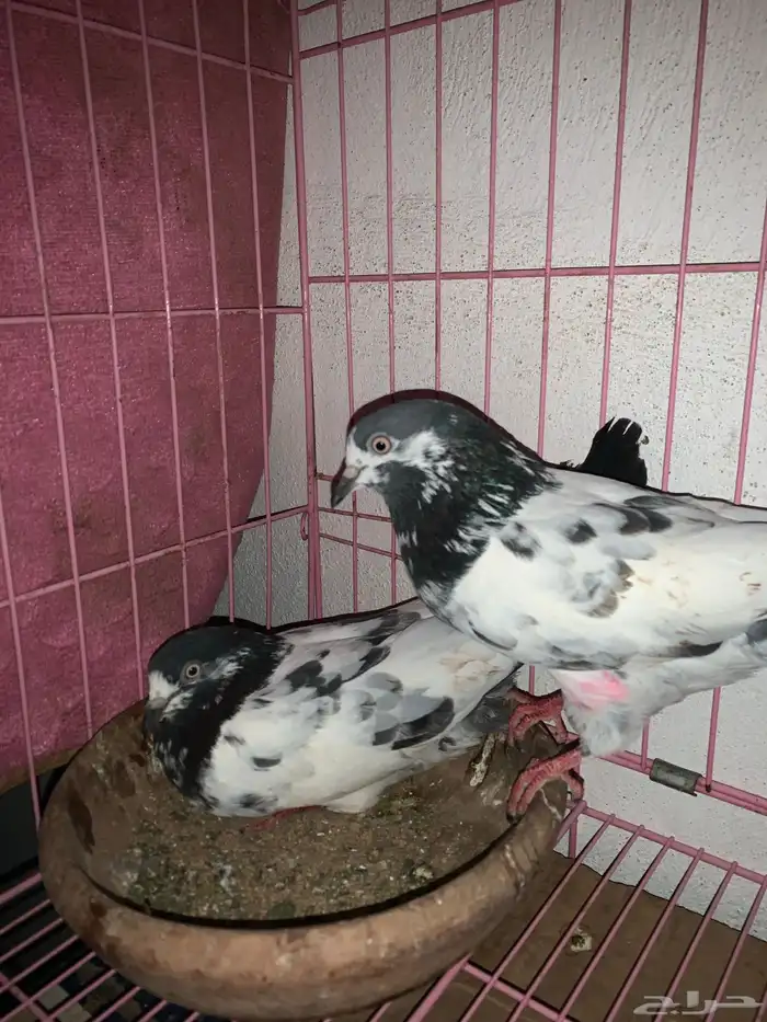 جوزين باكستاني تيدي فاخر 4