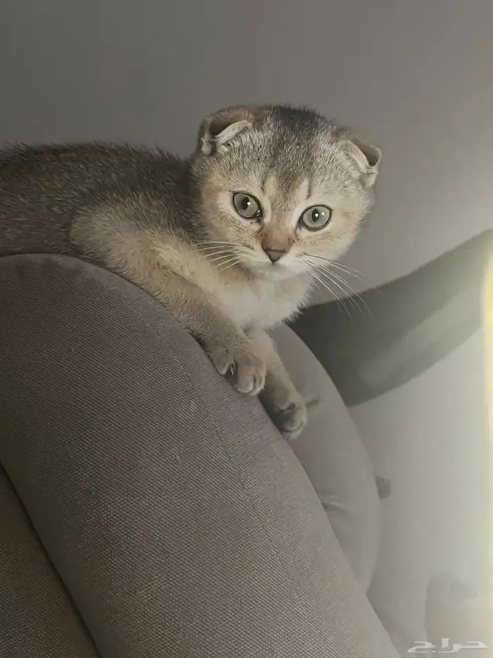 كيتن سكوتش فولد (3 أشهر) 1