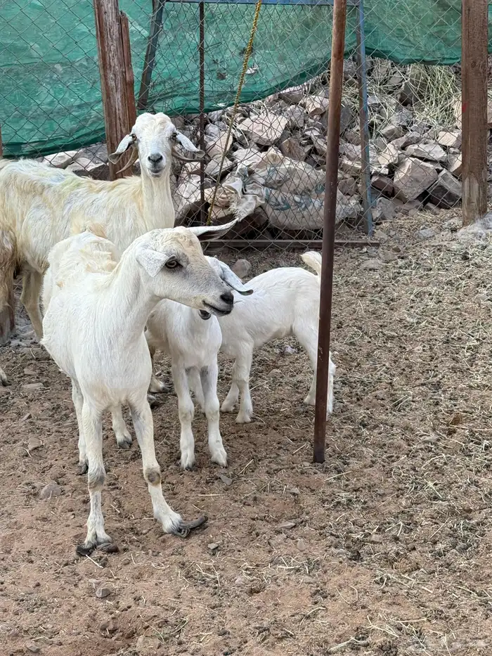 عرض وبيع ماعز بيشي ثنتين مواليد 0