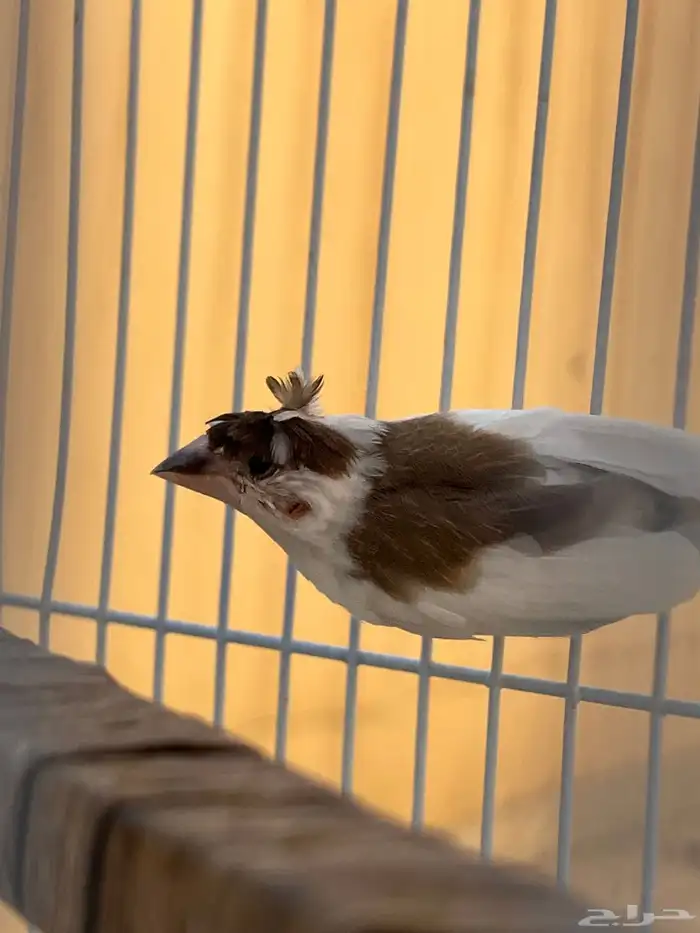 طيور جوز زيبرا بنقالي للبيع 2