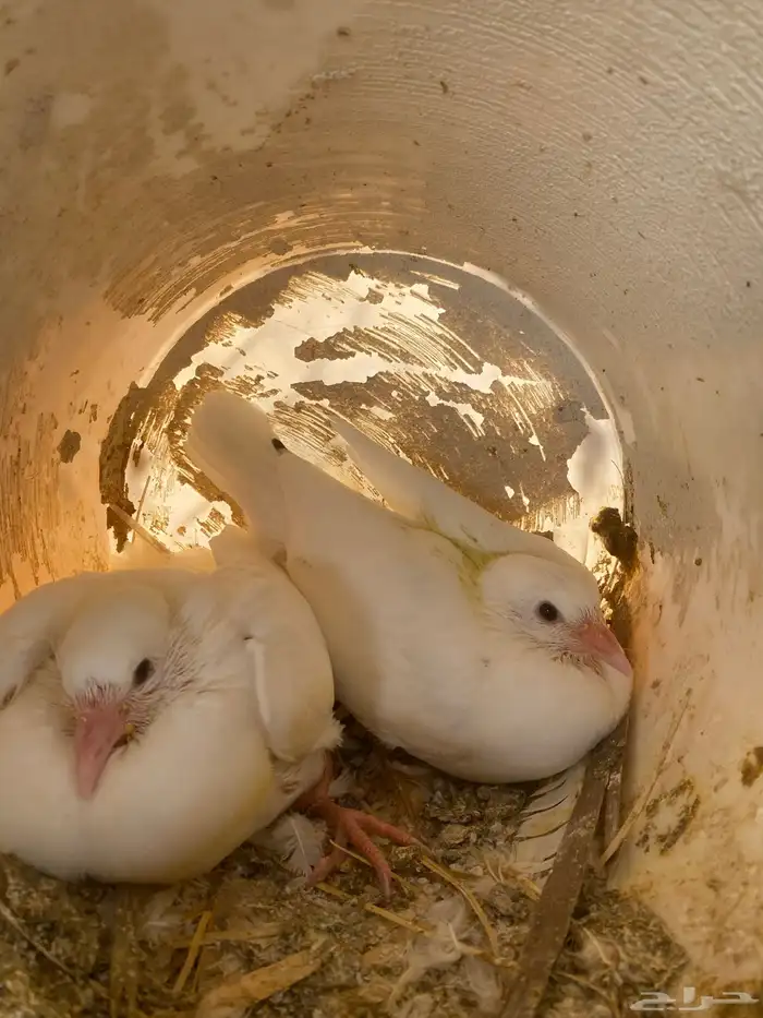 زغليل حمام فرنسي 1