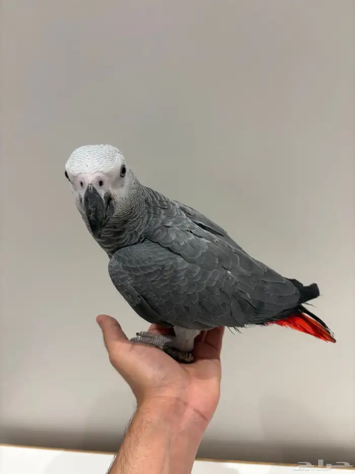 بغبغان كاسكو سوبر جامبو أليف وهدد وبداية كلام 4