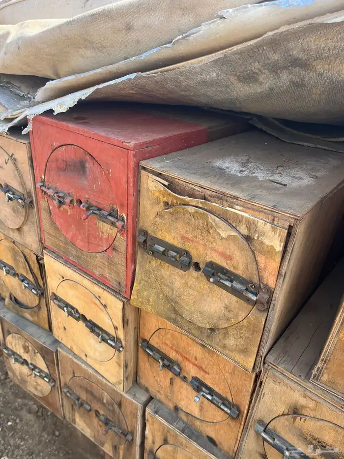 جبوح محايلي فاضي للبيع 5