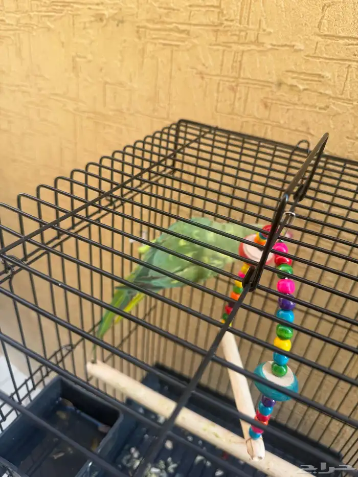 ببغاء الد  رَ ة أو الدَ رَ اء 3