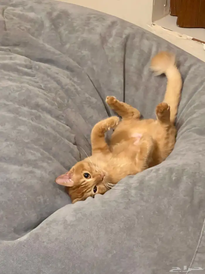 شيرازي بلدي منقذ 1