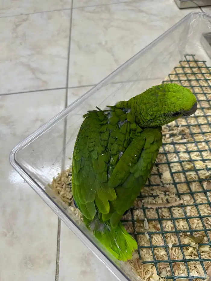 فرخ يلوناب بيور 9