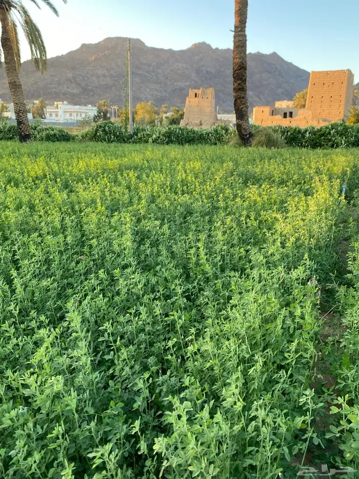 برسيم قضب على الشرط 1