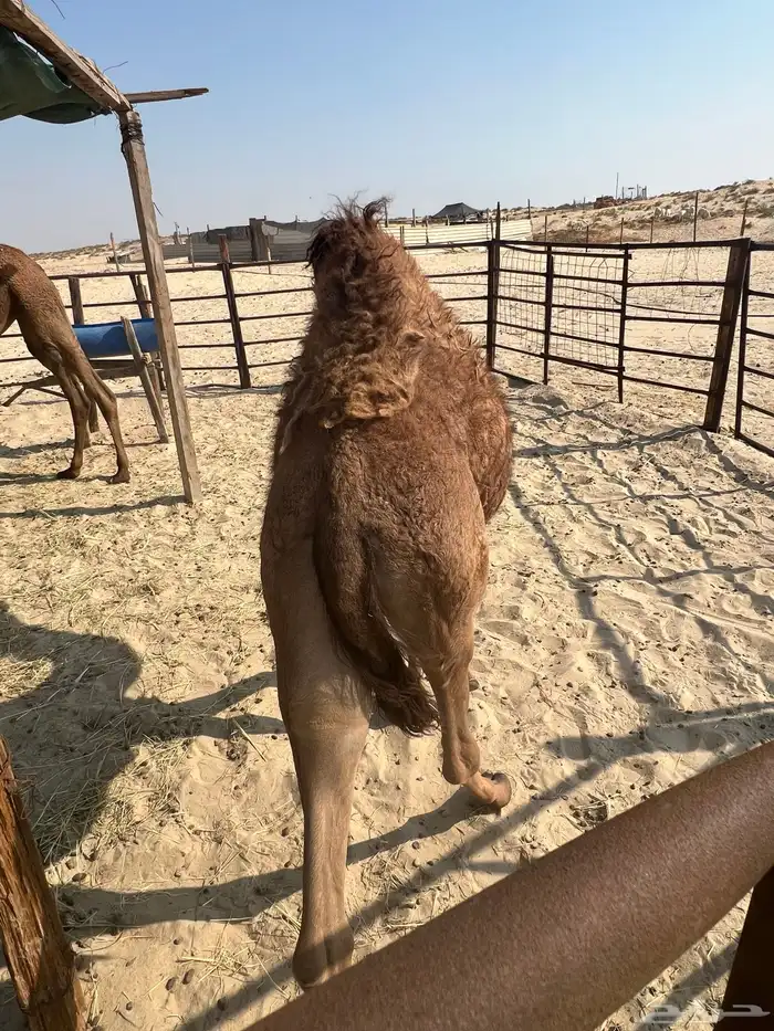 قعود سبعه شهور ونص 6