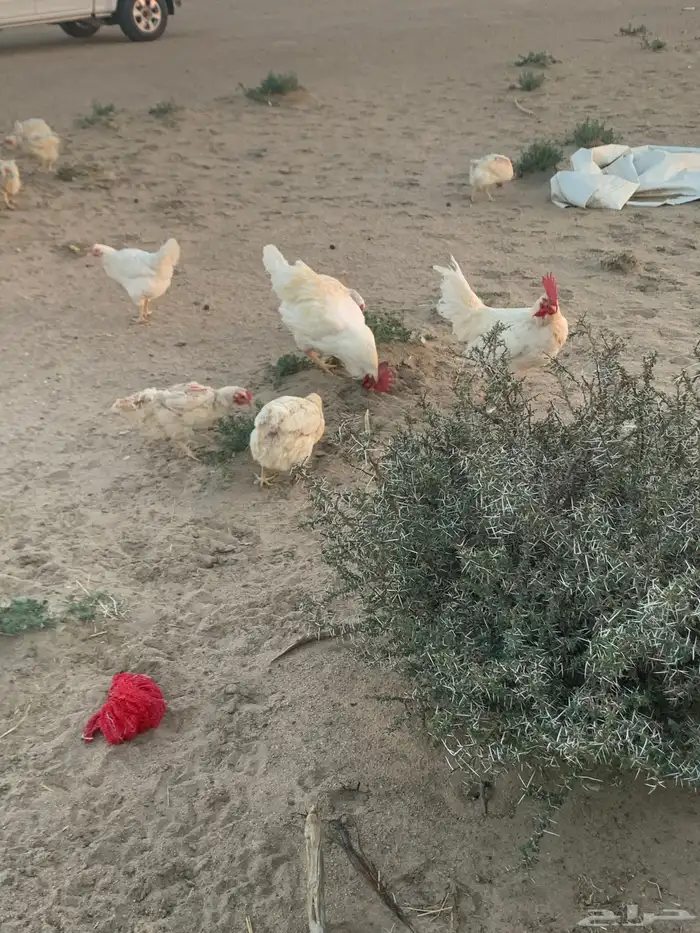 دجاج لوهمان مستوى 1