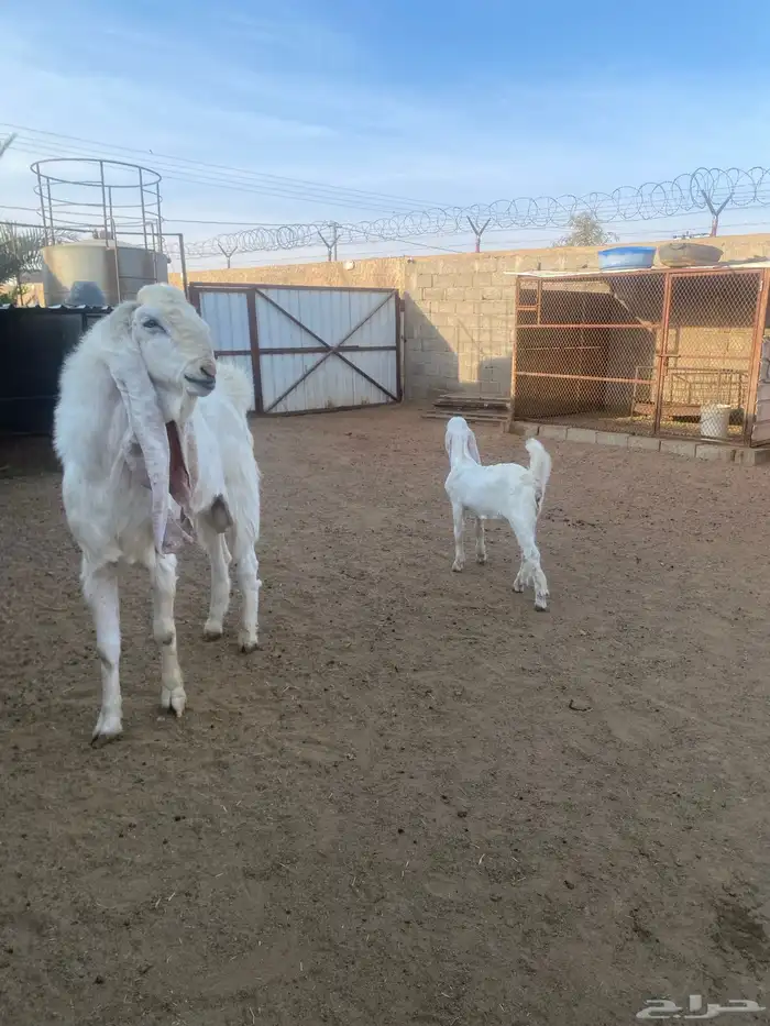 تيس فحل اللبيع 2