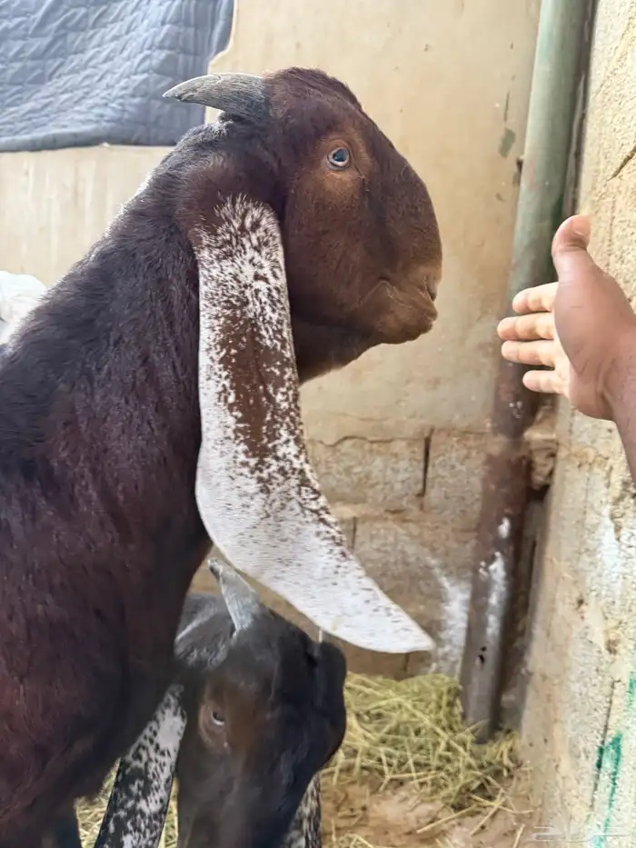 تيس مطور مشروع فحل مطور ادهم 3