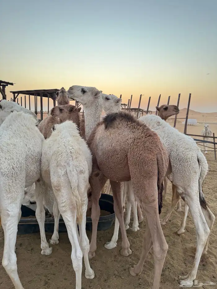 بيع حواشي وبكار 1