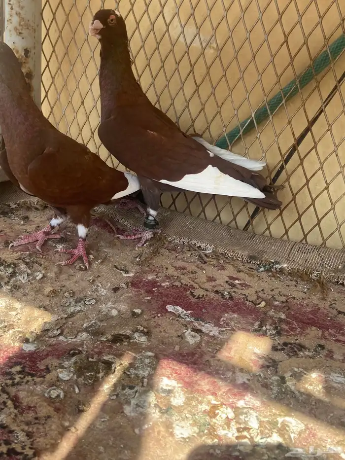 حمام مسويد حمر 1