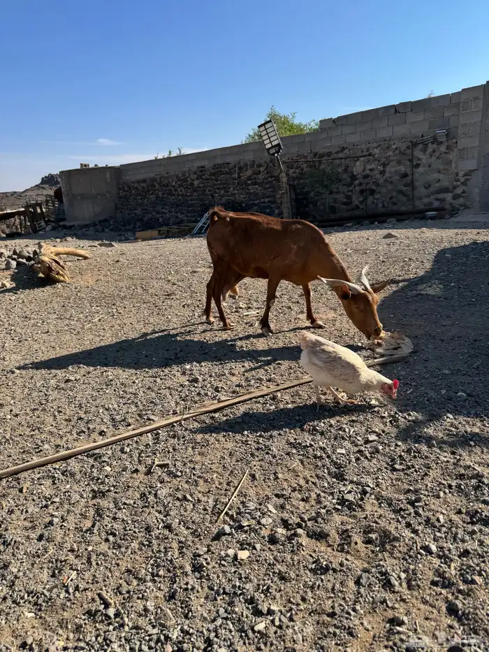 عنزين جنوبيات 5