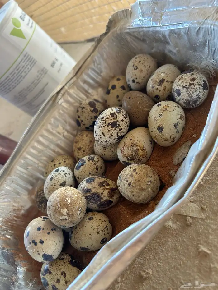 بيض سمان تكساس 2