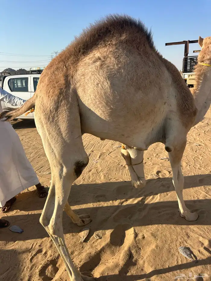 قعود كفو مبدا زواج 0