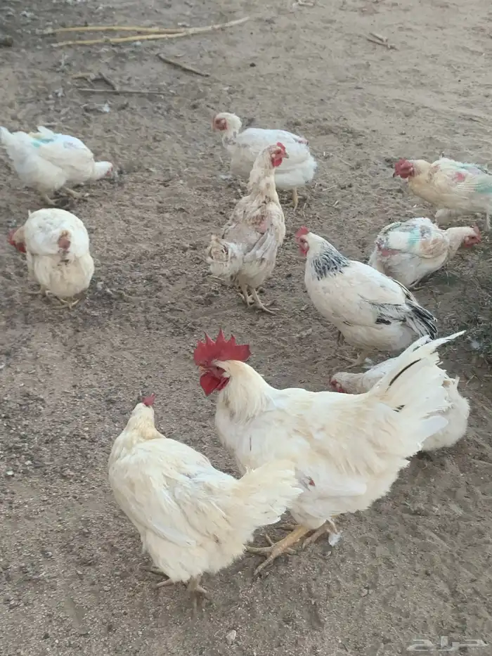 دجاج لوهمان مستوى 5