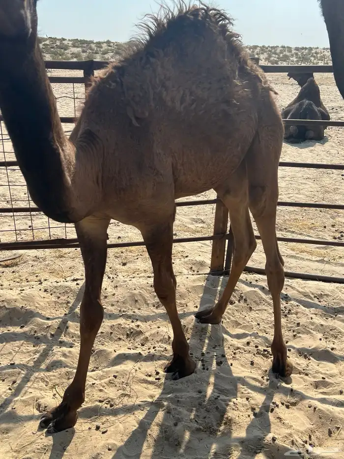 قعود سبعه شهور ونص 2