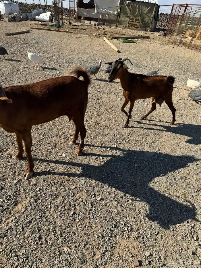 عنزين جنوبيات 3