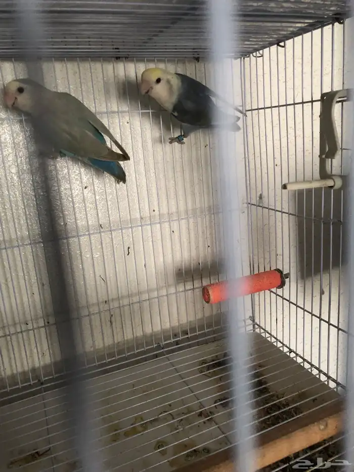 جوزين انتاج للبيع مع فروخه 0