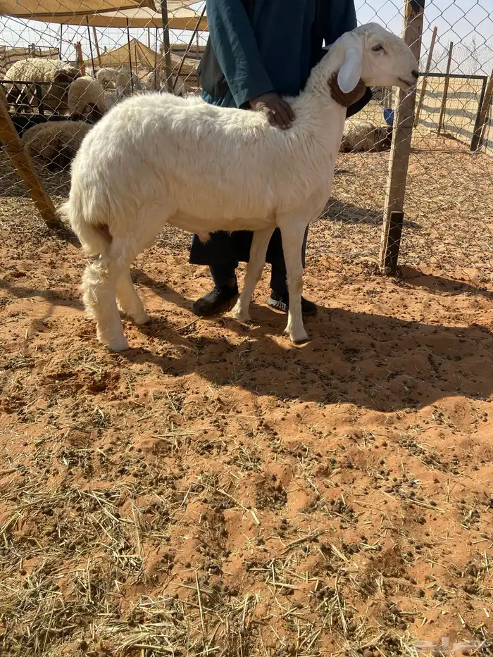 مشروع فحل معرف 0