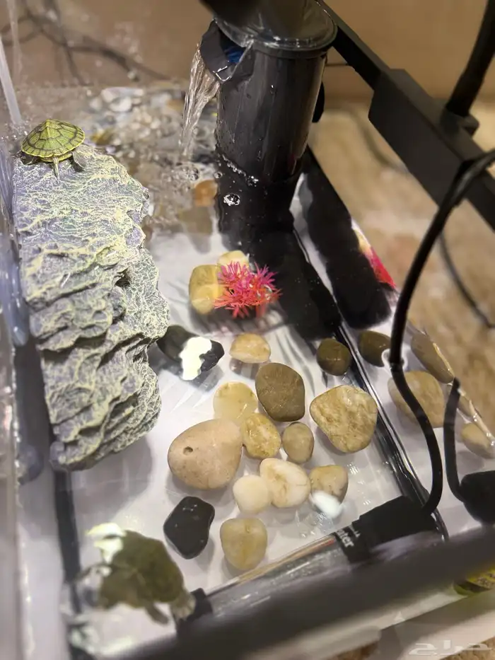 سلاحف برمائية للبيع 4